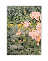 Image 2 of The Virgin Suicides (Japanese Edition) Movie Pamphlet