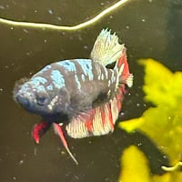 Image of Avatar Gold Red Vampire HMPK Female