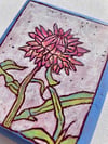 Strawflower 