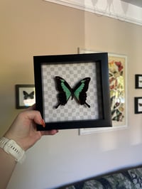 Image 1 of Green Banded Swallowtail Frame