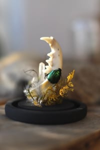 Image 2 of Campana con mandibola di gatto