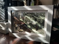 Image 2 of Paul Bearers