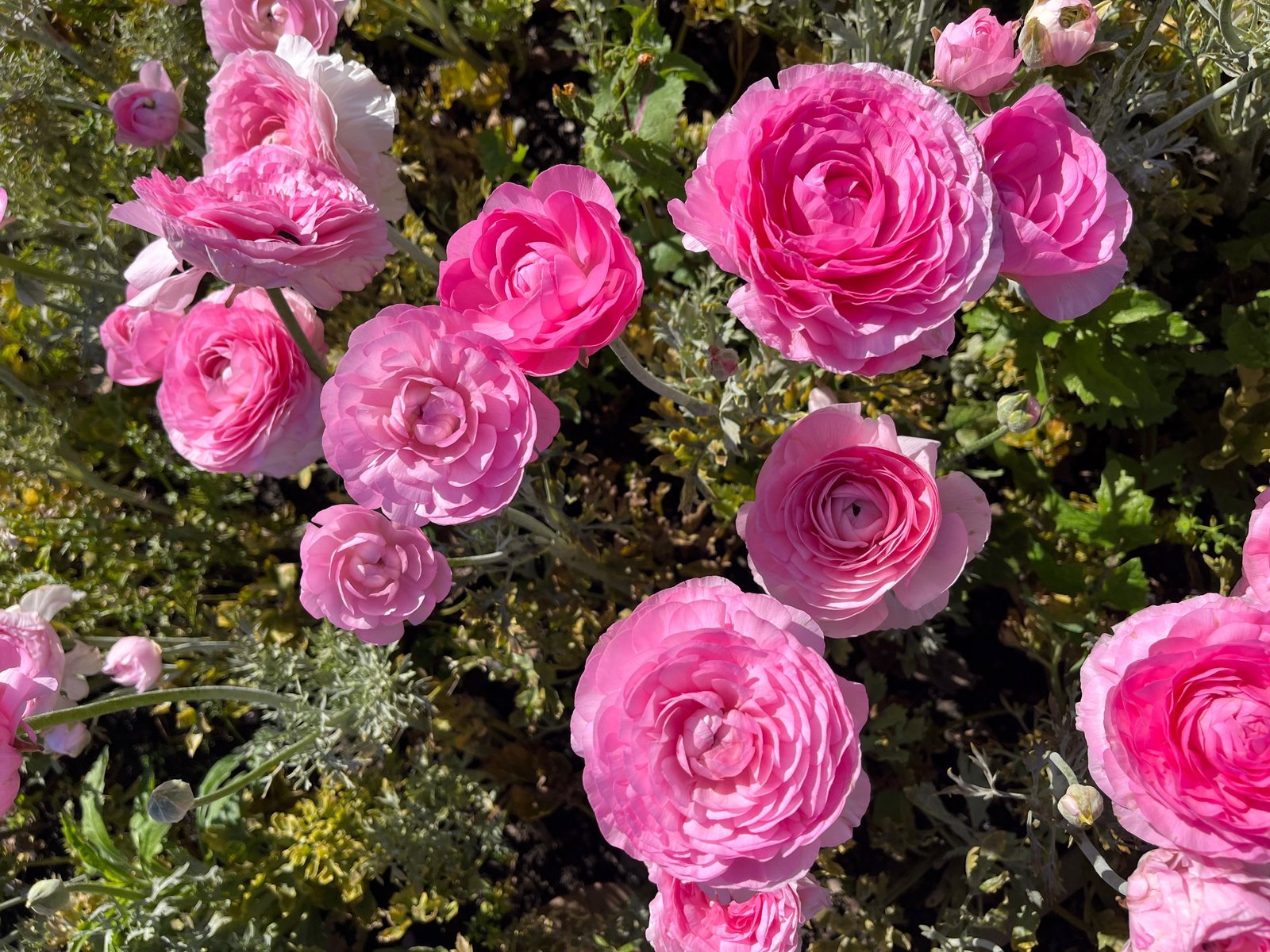 Ranunculus Corm - Specialty Cut Flower Varieties | The Rural Florist