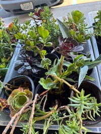 Image 1 of mixed pot 4-10 plants 