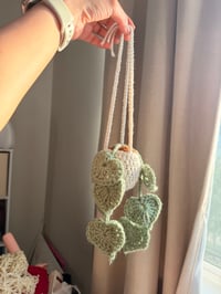 Image 3 of Hanging Plant 