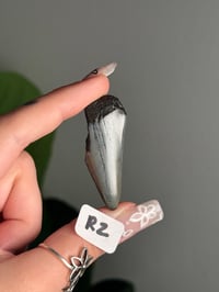 Image 18 of SMALL MEGALODON TEETH -SOUTH CAROLINA- CHOOSE YOUR OWN LOT 2 