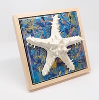 Image 2 of Chocolate Chip Sea Star 