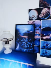 Image 3 of BLUE NIGHT, FLOWERS