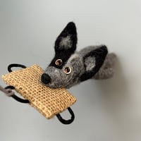 Image 2 of Australian Stumpy Tail Cattle Dog