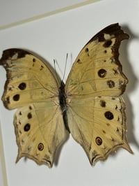 Image 1 of mother of pearl 