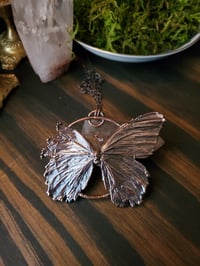 Image 2 of Real Butterfly