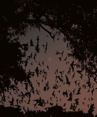 Twilight