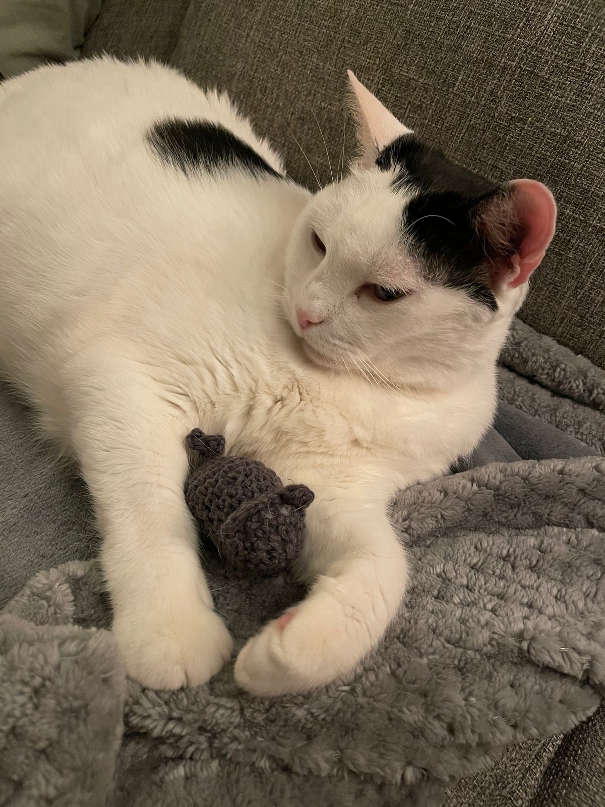 Snoop's Toys for Cats | Bon Bon Black Sheep