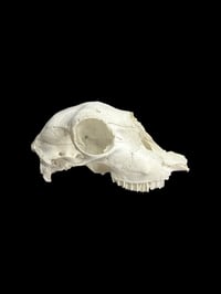 Image 4 of partial sheep skulls