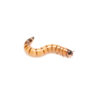 Superworms