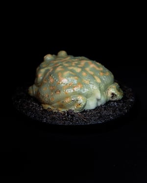 Budgett’s Frog Model