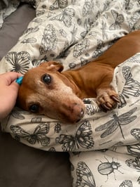 Image 7 of Halloweenies