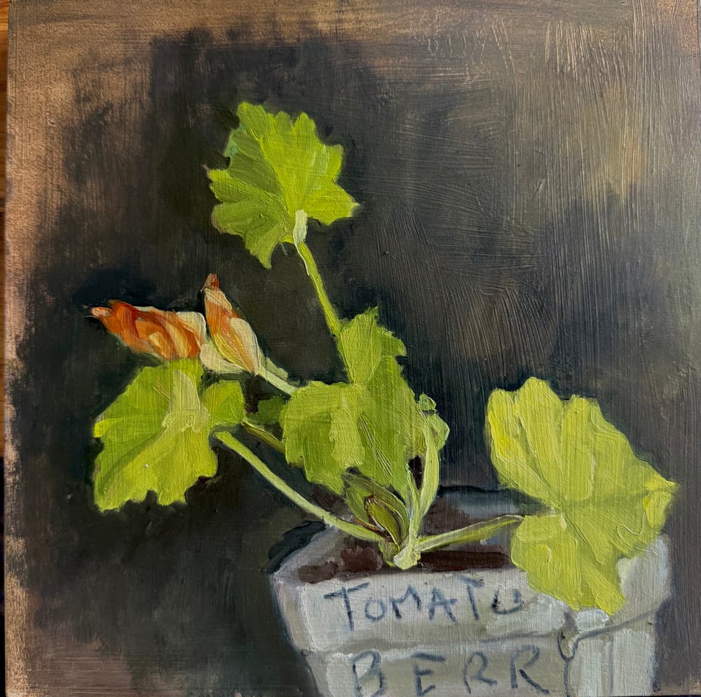 Image of Zucchini Plant