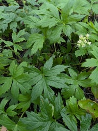 Image 3 of Pacific Waterleaf : Hydrophyllum tenuipes