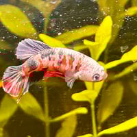 Image of Copper Red Purple Gold HMPK Female
