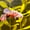Image of Copper Red Purple Gold HMPK Female