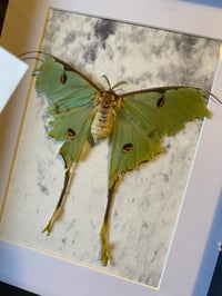 Image 2 of Actias mimosae