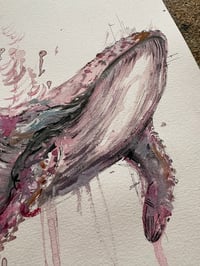 Image 4 of Baleine Rose 