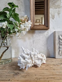 Image 1 of Le Corail blanc 