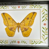 Image 3 of golden emperor moth