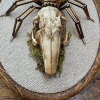 Image 3 of Rabbit skull spider (c, 5x7 inches)