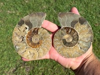 Image 7 of Ammonite Fossil Pair | Madagascar #2896