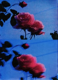 Image 5 of PICK ROSES AT NIGHT II