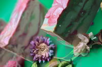Image 4 of Rose Pedals in beer soap