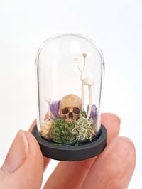 Image 3 of Miniature Skull and Mushroom Domes