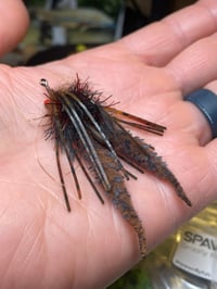 Image 1 of Creek Bum Craw 