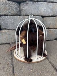 Image 1 of Mink Experiment (GONE WRONG)
