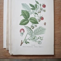 Image 4 of Planches De Botanique Anciennes Fruits