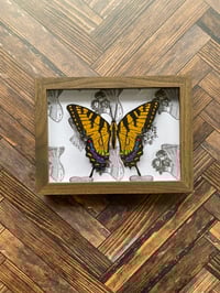 Image 3 of Faux Entomology Mounts - Eastern Tiger Swallowtail