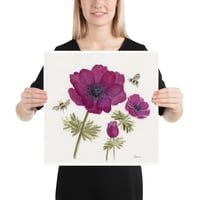 Image 3 of Bordeaux Anemone Bloom - Poster Print