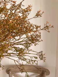 Image 5 of Wild Autumn Bunches ( Large or Small )