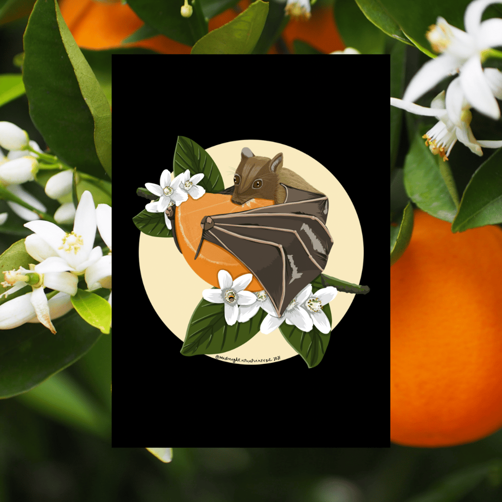Image of B&B Fruit Bat Poster
