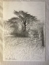 Image 2 of ‘Monterey Pine ‘ by Noel Betowski