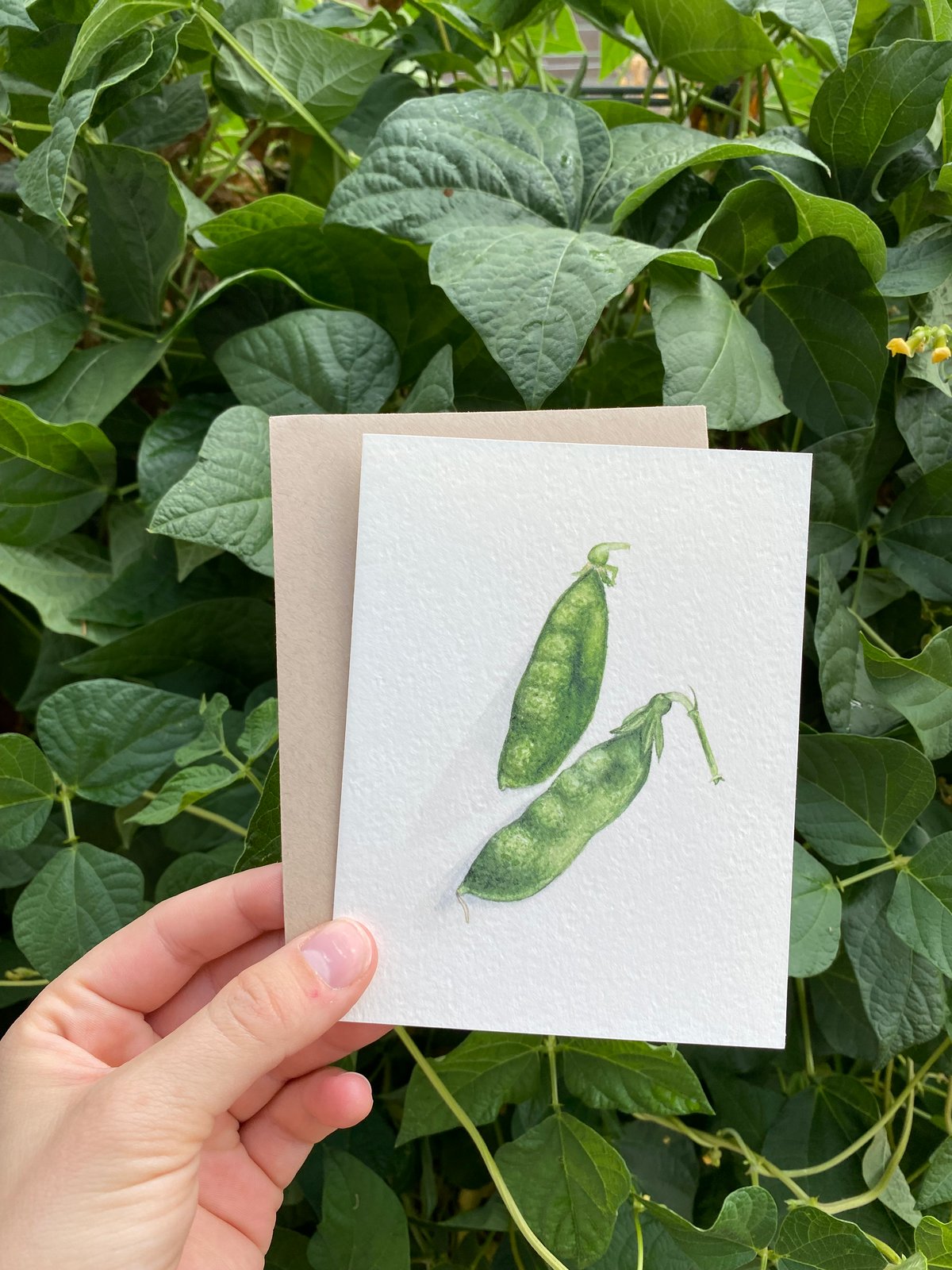 Image of Sweet Peas Greeting Card