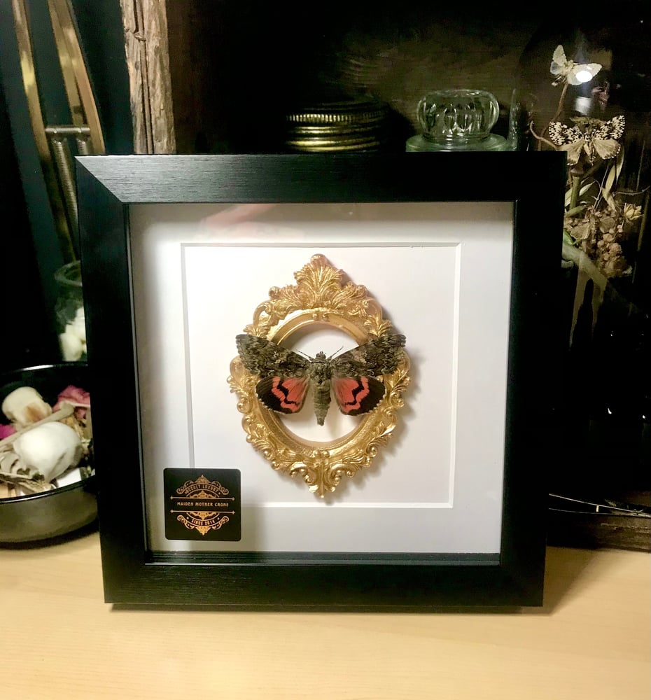 Image of  Framed British Red Underwing Moth