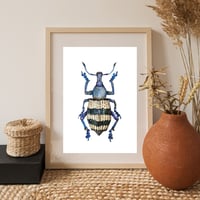 Image 5 of Weevil Beetle Watercolor Illustration PRINT 
