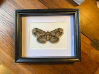 Image 1 of Brahmaea moth