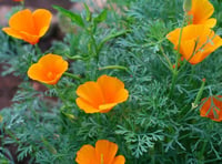 Image 2 of California Poppy Tincture