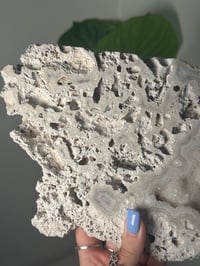Image 6 of XL AGATIZED CORAL SLAB -FLORIDA- A