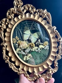 Image 2 of Green African Butterfly Botanical Frame