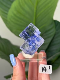 Image 1 of BLUE HALITES -TURKEY- LOT 1